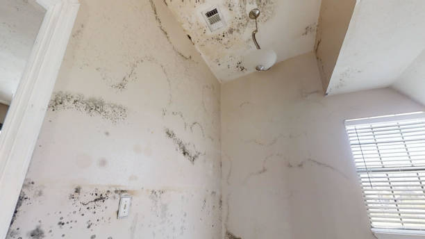 Best Environmental Consulting for Mold Prevention  in Blanding, UT