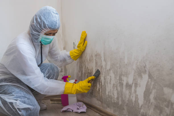 Best Airborne Mold Testing  in Blanding, UT