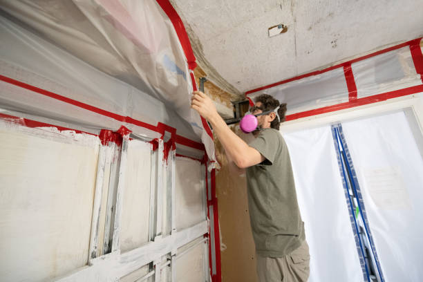 Professional Mold Removal in Blanding, UT