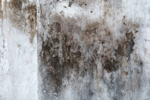 Best Commercial Mold Inspection  in Blanding, UT