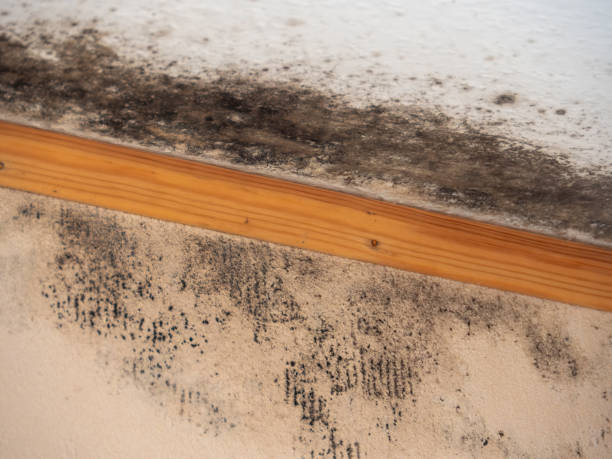 Best Emergency Mold Remediation  in Blanding, UT