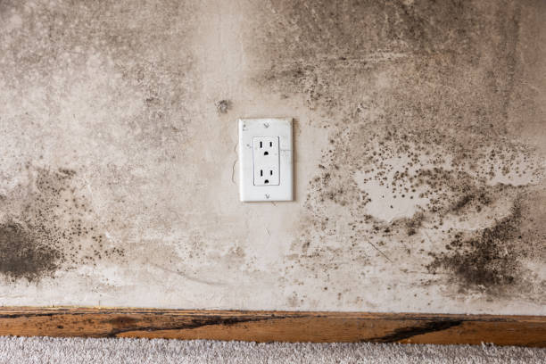 Best Black Mold Removal  in Blanding, UT